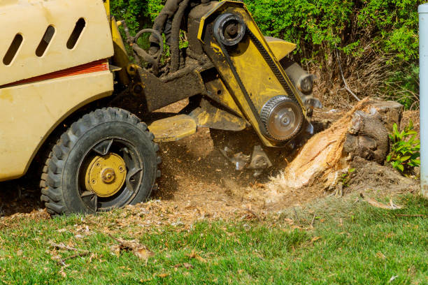 Best Tree Disease Treatment  in Plain City, OH