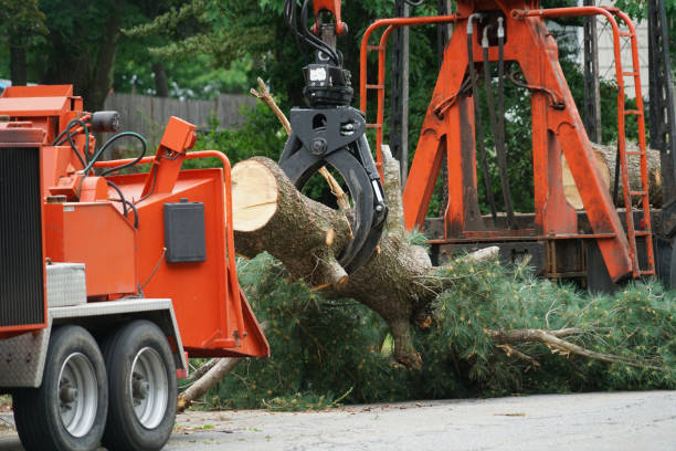 Best Arborist Consultation Services  in Plain City, OH